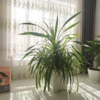 گل پاندانوس