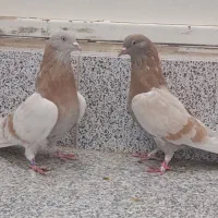 زرد اصفهانی