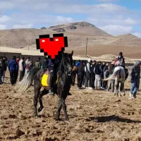 اسب|اسب و تجهیزات اسبسواری|آوج, |دیوار