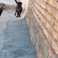 واگزاری سگ پا کوتاه
