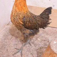 فروش فریح و خروس