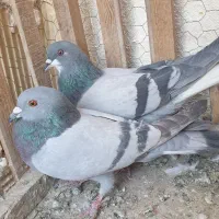 سلام دوستان پنج دمگیر|پرنده|اصفهان, اندوان|دیوار