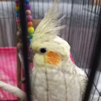 عروس هلندی ماده|پرنده|تهران, تولید دارو|دیوار