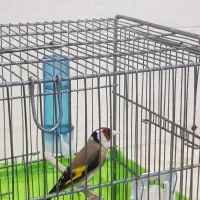 سهره عتیقه جوجه سال