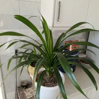 گل طبیعی قیمت مناسب|گل و گیاه طبیعی|قزوین, |دیوار