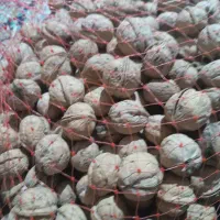 فروش گردو ، کشمش سبز قلمی و کشمش پلویی ، شیره|خوردنی و آشامیدنی|رومشکان, |دیوار