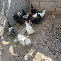 جوجه خروس گلین محلی|حیوانات مزرعه|فسا, |دیوار