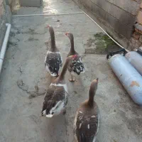 غاز بزرگ تخم گذار