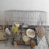 5 عدد مرغ عشق و 1 عدد عروس هلندی|پرنده|شهریار, شهرک وائین|دیوار