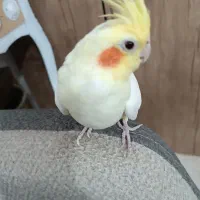 عروس هلندی|پرنده|پاکدشت, پاکدشت (مامازند)|دیوار