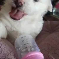 واگذاری سگ باردار|سگ|اصفهان, آهنگران|دیوار