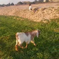 مطفل بز اطراف رامشیر