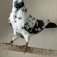 کبوتر زغالی کاکلی|پرنده|کرج, حصارک بالا|دیوار