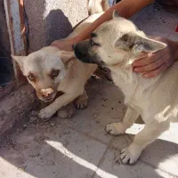 سگ اشتپیز اصل