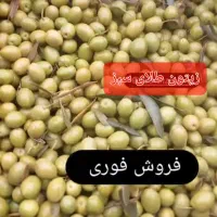 زیتون درجه 1طارم