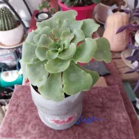 فروش گلدان های کاکتوس|گل و گیاه طبیعی|کرج, برغان|دیوار