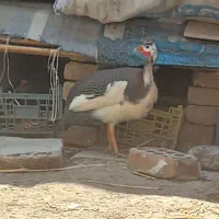 مرغ شاخدار تخمگذار