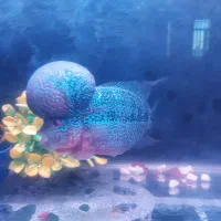 ماهی فلاور هورن تایلندی