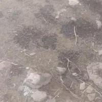 زور گوسفند