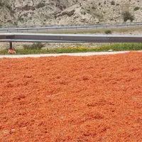 تفاله گوجه