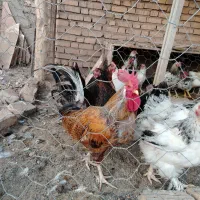 مرغ|حیوانات مزرعه|عطاملک, |دیوار