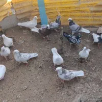 دسته کفتر|پرنده|سردشت, |دیوار