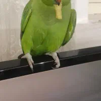 یک عدد طوطی ملنگو یکی دوساله رام چلوندنی|پرنده|شهریار, شهرک نماز (دینار آباد)|دیوار