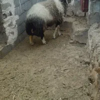 غوچ هترو ژن ۲ قلو