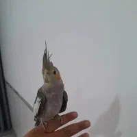 عروس هلندی نر‌..|پرنده|شیراز, گل سرخ|دیوار