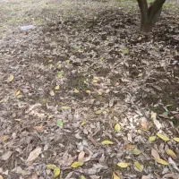 زمین-کشاورزی-1000-متر-دارای-درخت-میوه