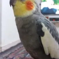 گم شده  بنام فندوق