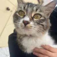 واگذاری گربهDSH