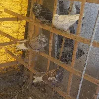 تعدادی کبوتر پرشی تهرانی و پاکستانی|پرنده|رودهن, |دیوار