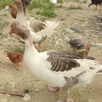 فروش دو عدد غاز محلی