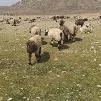 فروش ۴۰ راس میش بره دار و ابستن