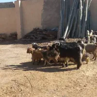 فروش بزغاله|حیوانات مزرعه|نجف‌آباد, حومه نجف آباد|دیوار