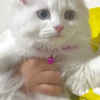 گربه بریتیش|گربه|پاکدشت, پاکدشت (مامازند)|دیوار