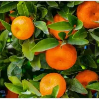 زمین ۷۸۰ متر مسکونی جاده نظامی