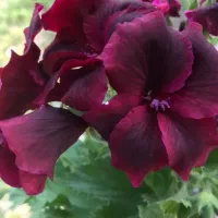 مغازه تجاری ۳۰متر