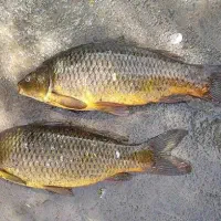 فروش ماهی کپور