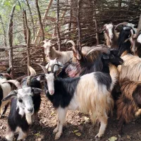 بز های جوان ۱ ساله حدود ۴۰ کیلویی گوسفند|حیوانات مزرعه|رشت, بازار|دیوار