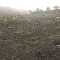 فروش سیب زمینی جلگه رخ در مشهد|خوردنی و آشامیدنی|مشهد, انقلاب|دیوار