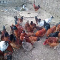 خروس محلی ۱ ساله|حیوانات مزرعه|چابکسر, |دیوار