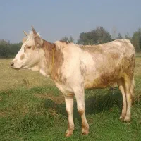 لیشه دورگ پابه تخم گاو گوساله