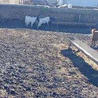 بزغاله|حیوانات مزرعه|گمیشان, |دیوار