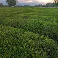 نزدیک-گلسار-منگوده-بوستان-زمین-274mمسکونی