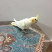 عروس هلندی ماده|پرنده|سراب, |دیوار