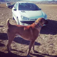 واگذاری سگ افغان