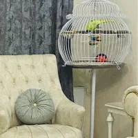 قفس بزرگ طوطی