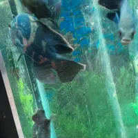 ماهی اسکار|ماهی|الیگودرز, |دیوار